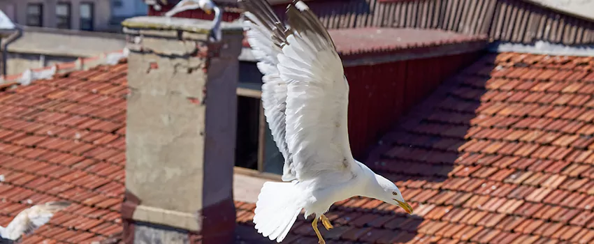 Residential Chimney Animal Removal Solution in Marietta, GA